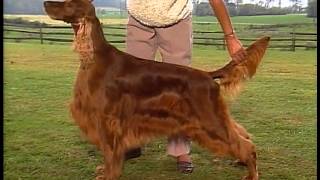 Setter Overview  AKC Dog Breed Series [upl. by Oetsira]