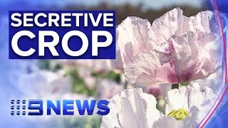 Inside Australia’s hidden opium poppy production  Nine News Australia [upl. by Narik382]