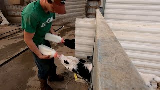 Feeding Calves [upl. by Marquardt]