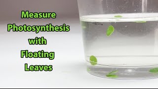 Measure Photosynthesis with Floating Leaves  Science Project [upl. by Dearman64]