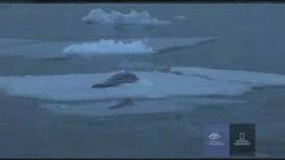 Orcas Attack a Crabeater Seal in Antarctica [upl. by Kamin]