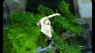 EVERYTHING you need to know about housing crested geckos [upl. by Adianez]