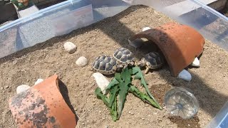 Tortuguero casero para mis nuevas tortugas bebés🐢😍 [upl. by Eniliuqcaj]