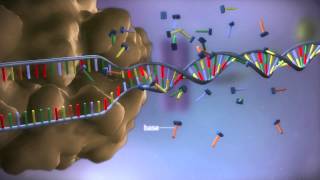 From DNA to protein  3D [upl. by Niobe]