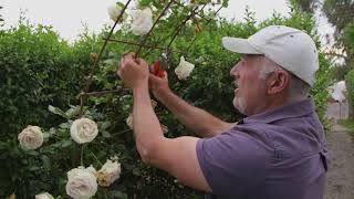 How to prune a climbing rose [upl. by Oni]