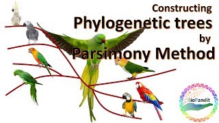 Phylogenetic analysis by Maximum Parsimony method [upl. by Ahsatsana]