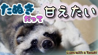 【タヌキと二人暮らし】甘えたいタヌキTanuki is such a baby [upl. by Sheena]