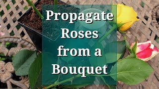 Propagate Roses from a Bouquet [upl. by Zola]