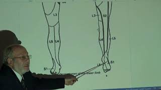 Anatomy of lower limb 55  Dermatomes and myotomes of lower limb   by Dr Wahdan [upl. by Gilbart771]