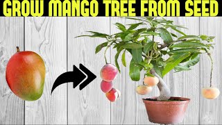 How To Grow a Mango Tree From Seed  SEED TO HARVEST [upl. by Sherfield68]