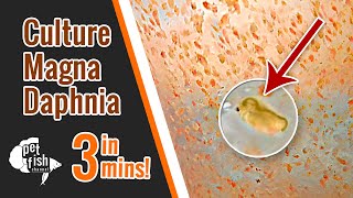 How to culture DAPHNIA MAGNA  The easy way [upl. by Alitta]