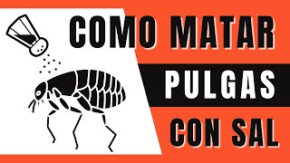 ⭐ Como Matar Pulgas con Sal  ¡¡NUEVO VIDEO  CHAU 🐜🐜 [upl. by Neelrac571]