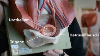 Bladder Anatomy [upl. by Nennerb235]