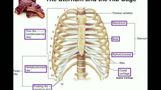 Anatomy  The Sternum Rib Cage amp Vertebrae [upl. by Nylarak]