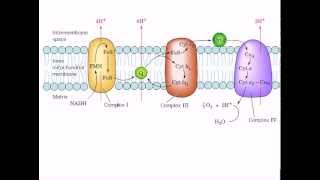 The mitochondrial electron transport chain [upl. by Oirromed]