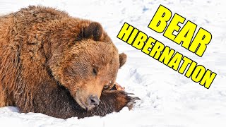 Bear Hibernation – Alaska Bear Hibernation Facts [upl. by Carrew]