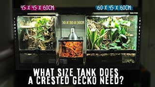 What Size Tank Does A Crested Gecko Need [upl. by Reaht]