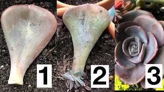 How to Propagate Succulents from Leaves [upl. by Saum]