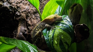 NaturalisticBioactive Crested Gecko Vivarium Build Housing Henry [upl. by Aleehs]