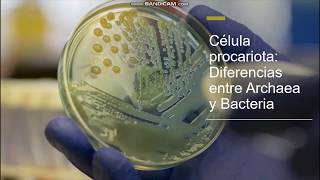 Célula procariota Diferencias entre Archaea y Bacteria [upl. by Hertz]