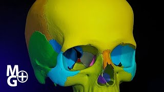 Oasele craniului Prezentare 3D Anatomie [upl. by Alehcim]