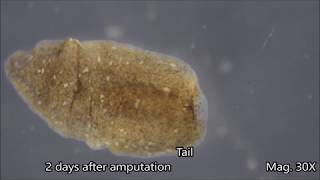 Planaria Regeneration Timelapse [upl. by Eceinej878]