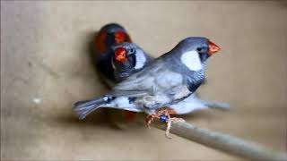 Zebra finches 2017 Oskar Kelemen [upl. by Nahgem]