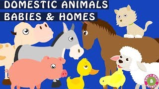 Domestic Animals and their Young Ones  Animal Homes  Babies of Animals [upl. by Ahcsrop]