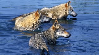 From Forests to Waters The Elusive Gray Wolfs Wild Adventures [upl. by Oirelav872]