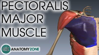 Pectoralis Major Muscle Anatomy  AnatomyZone [upl. by Vallo211]