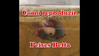 Como reproduzir Bettas Passo a Passo [upl. by Animrelliug]