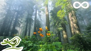 Sunny Mornings Beautiful Relaxing Music with Piano Guitar amp Bird Sounds by Peder B Helland [upl. by Kathye]