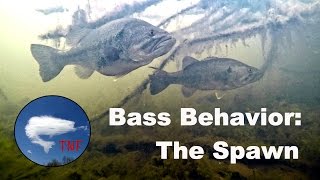 Largemouth Bass Behavior 1 The Spawn [upl. by Ballard386]