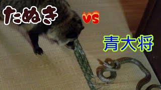 タヌキ VS アオダイショウ Tanuki VS Japanese rat snake [upl. by Jewelle990]