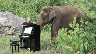 Debussy quotClair de Lunequot on Piano for 80 Year Old Elephant [upl. by Marcie157]