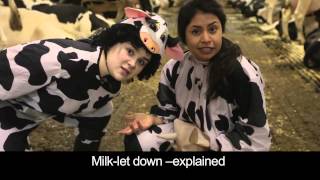 How do cows make milkUdders dont Lie [upl. by Nirra]