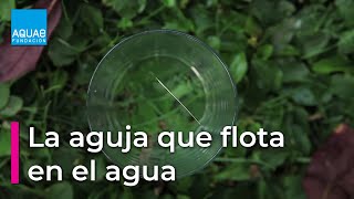 La AGUJA que FLOTA en el AGUA  Experimentos [upl. by Mages43]