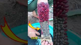 Dog Fleas and Ticks Treatment viralvideo shorts [upl. by Noman635]