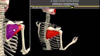 Infrapinatus amp Pectoralis Minor Muscle Motion amp Anatomy [upl. by Moia]