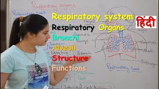 Respiratory system anatomy amp physiology in hindi  Organs  structure  functions [upl. by Hartfield504]