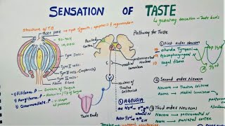 Sensation Of Taste  Taste Pathway  Physiology [upl. by Elehcim]