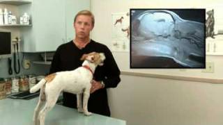 Diagnosis and Treatment for Syringomyelia in Dogs [upl. by Ledairam632]