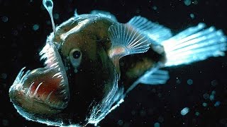 Top 10 Scariest Fish [upl. by Kippar]