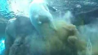 Polar Bear Poops Underwater Original [upl. by Nimsay376]