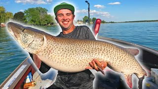 GIANT Lake St Clair PreSpawn Musky UNBELIEVABLE CATCH [upl. by Tynan699]