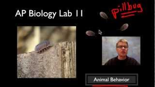 AP Biology Lab 11 Animal Behavior [upl. by Emmery]