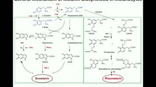 Complete Melanin Biosynthesis Pathway  Eumelanin amp Pheomelanin [upl. by Selemas]