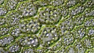 Leaf Cells Through a Microscope [upl. by Baum]