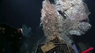 Endeavour Hydrothermal Vents  Nautilus Live [upl. by Thevenot]