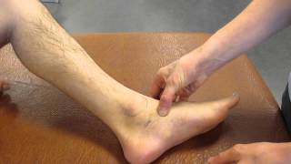 Navicular Tuberosity Ankle Palpation [upl. by Euqinehs]